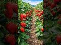 Strawberry ka bagicha amazing 😍😍😍#ai #amazing #viral #shorts #aivideo #strawberry#fruit