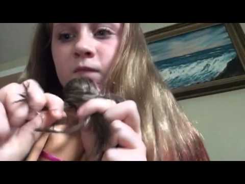 How to do a fish tale: Hair tutorial - YouTube