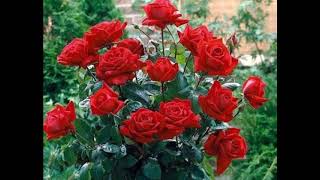 Most Fragrant Roses