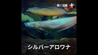 シルバーアロワナ　背曲がり 背曲がり経過 | 古代魚の日記
