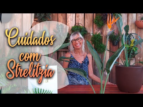 Vídeo: Como Ajudar a Flor do Paraíso a Florescer