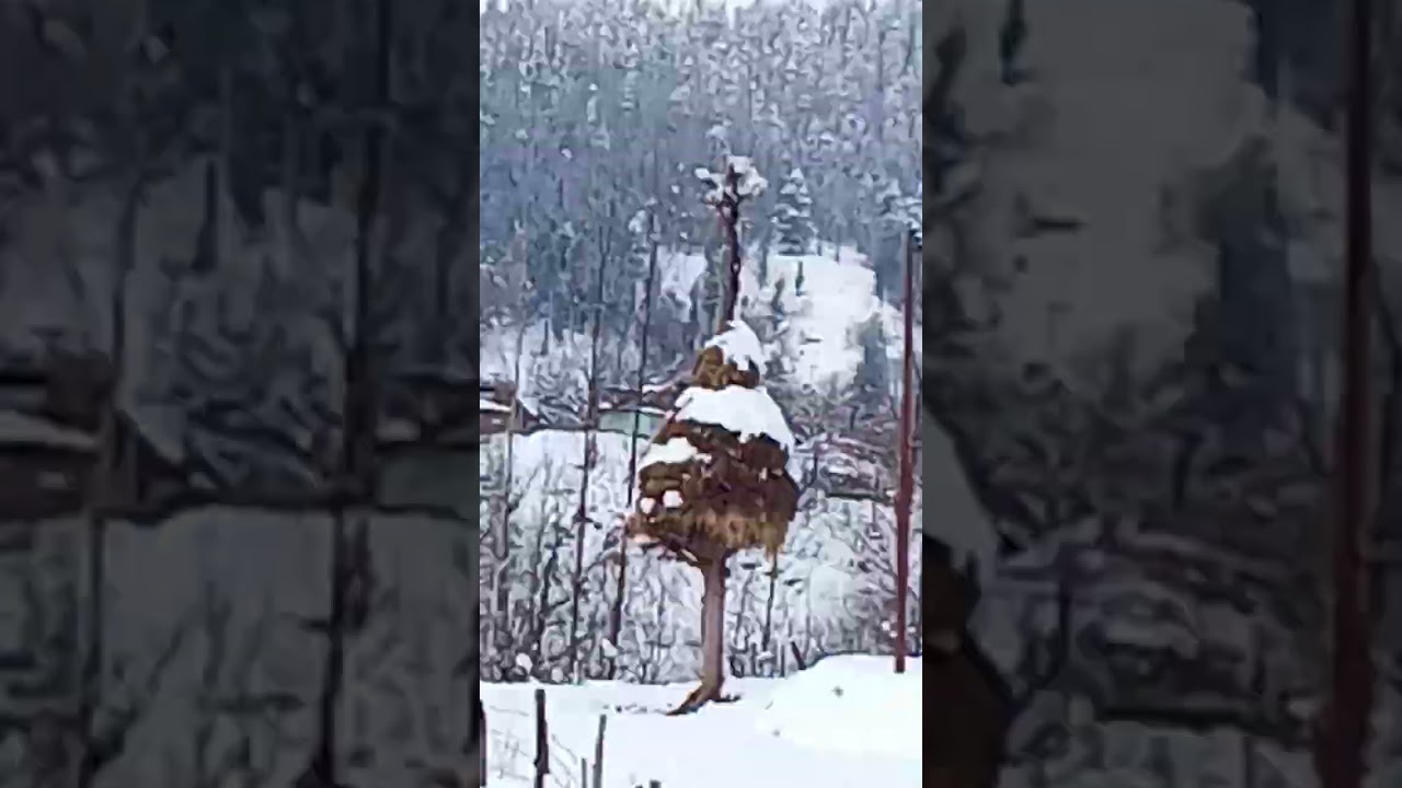 heavy snow fall in kashmir||the winter life of Kashmiri people||is vth me 😘😘😘