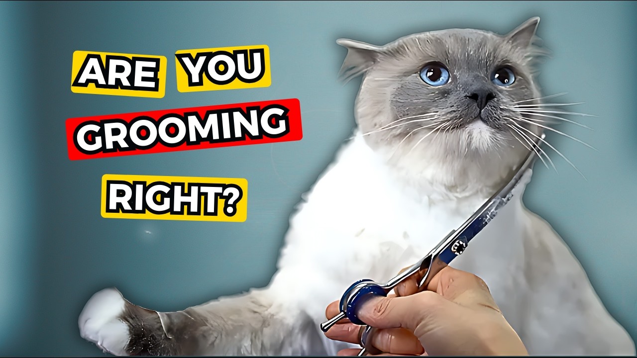 How to Groom Your Cat (Fluffy Cats!) YouTube