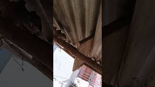 #bird sound natural#YouTube shorts#