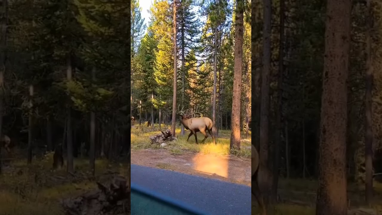 Grand Teton National Park, Wyoming, USA ???????????? #shorts... - youtube