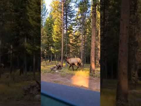 Video Grand Teton National Park, Wyoming, USA ???????????? #shorts... - youtube