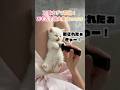 可愛すぎて悶絶!おもろ子猫大集合www