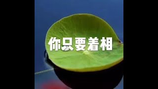 201409 你只要着相20976