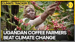 Ugandan coffee farmer deploys technology to thwart effects of climate change | WION Climate Tracker