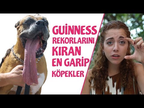 Rekorları Kıran İlginç Köpekler (Belki sizin köpeğiniz de rekortmendir)