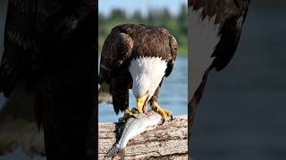 hungry birds fish eating #hungrybirds #fishing #fish