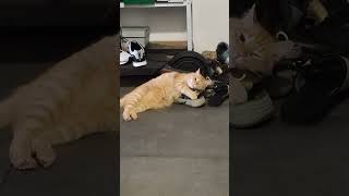 Funny Ginger Cat Obsessed With Shoes 👟🐱 Does your cat do weird things too?