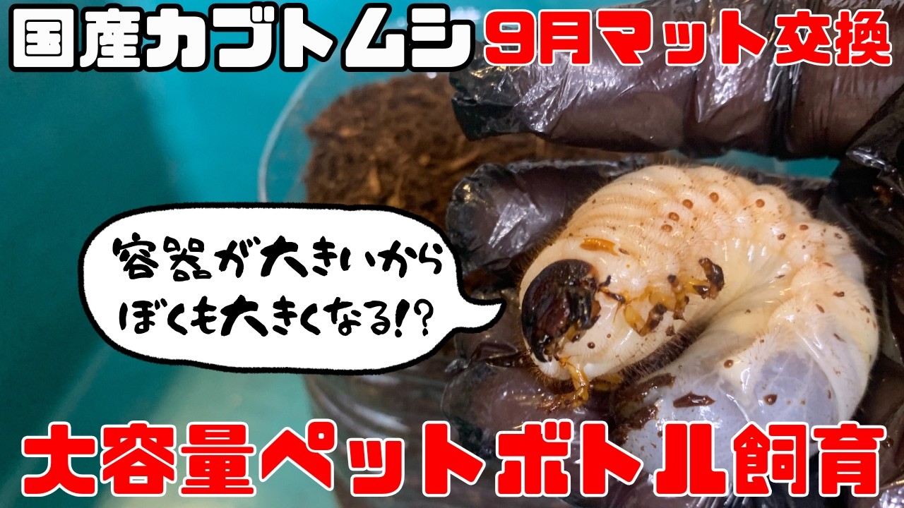 国産カブトムシ、大きい容器で飼うと大きくなる？大容量ペットボトル飼育1か月で驚きの成長をしたのじゃ！byかぶ爺