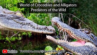 Unveiling the World of Crocodiles and Alligators Predators of the Wild