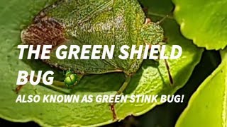 The Green Shield Bug 
