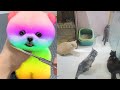 Tik Tok Chó Phốc Sóc Mini 😍 Funny and Cute Pomeranian278.5