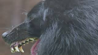 Steve Solo - Hemi Music Video