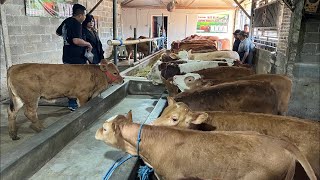 Spil sapi Spek bervariasi, Simental, Marlboro, Limosin, sapi hitam ada