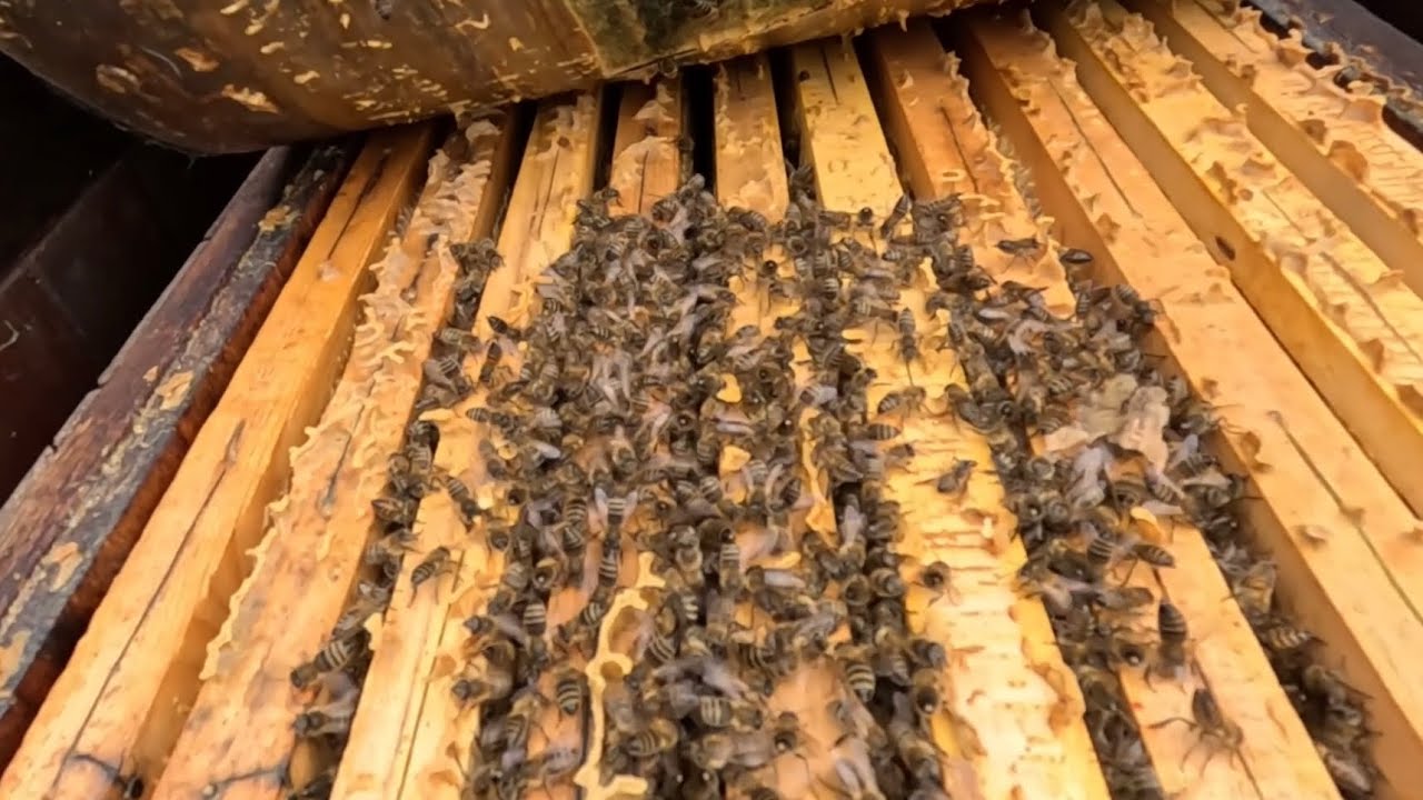 407. Február - ako ďalej postupovať keď už matky začínajú klásť