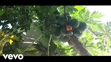 ANH DUC MUSIC - CÂY ĐU ĐỦ ANH TRỒNG (Official Music Video)