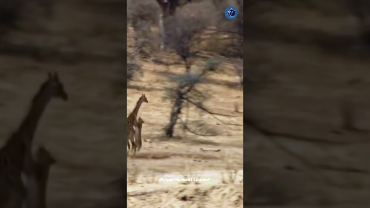 3 Lion hunt Giraffe 