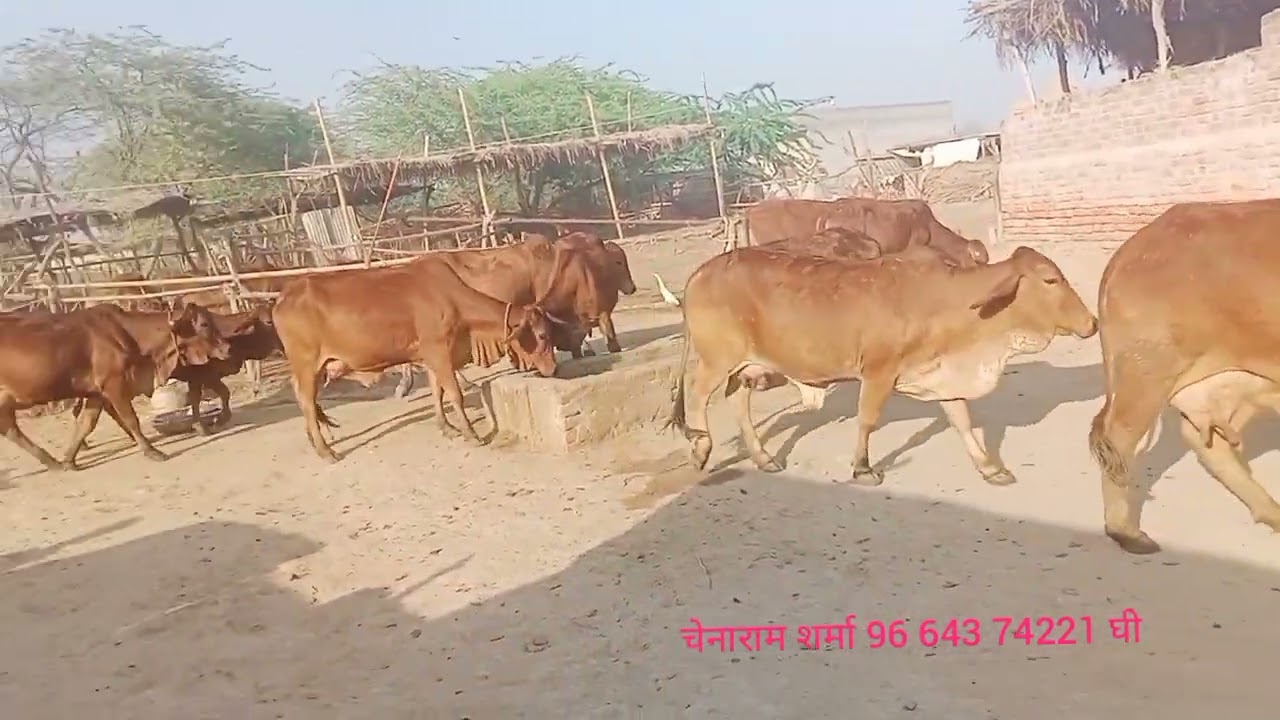 टॉप क्लास साहीवाल राठी गाय चेनाराम शर्मा 96 643 74221 घी भी देशी गाय मीलताह है