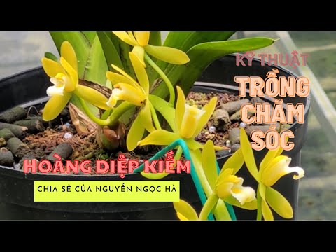 Video Hồng Yên Thủy, HOÀNG DIỆP KIẾM và Củ Chi | Chia sẻ của... - youtube