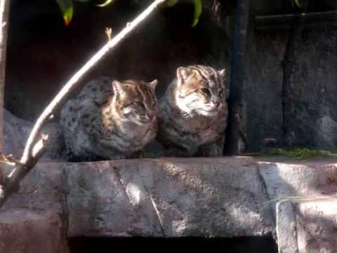 20130506_01_ハイファイ・ローファイ