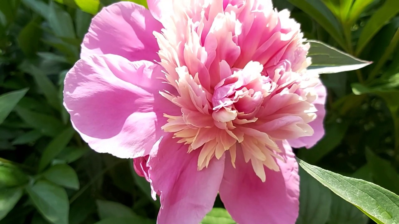 Удобрение для пионов. Чем подкормить пионы весной для пышного цветения