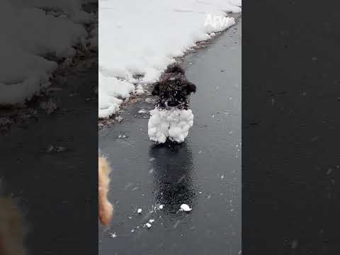 These boots were made from walkin' ☃️😂 #afv #dogs #funnyvideos #shorts