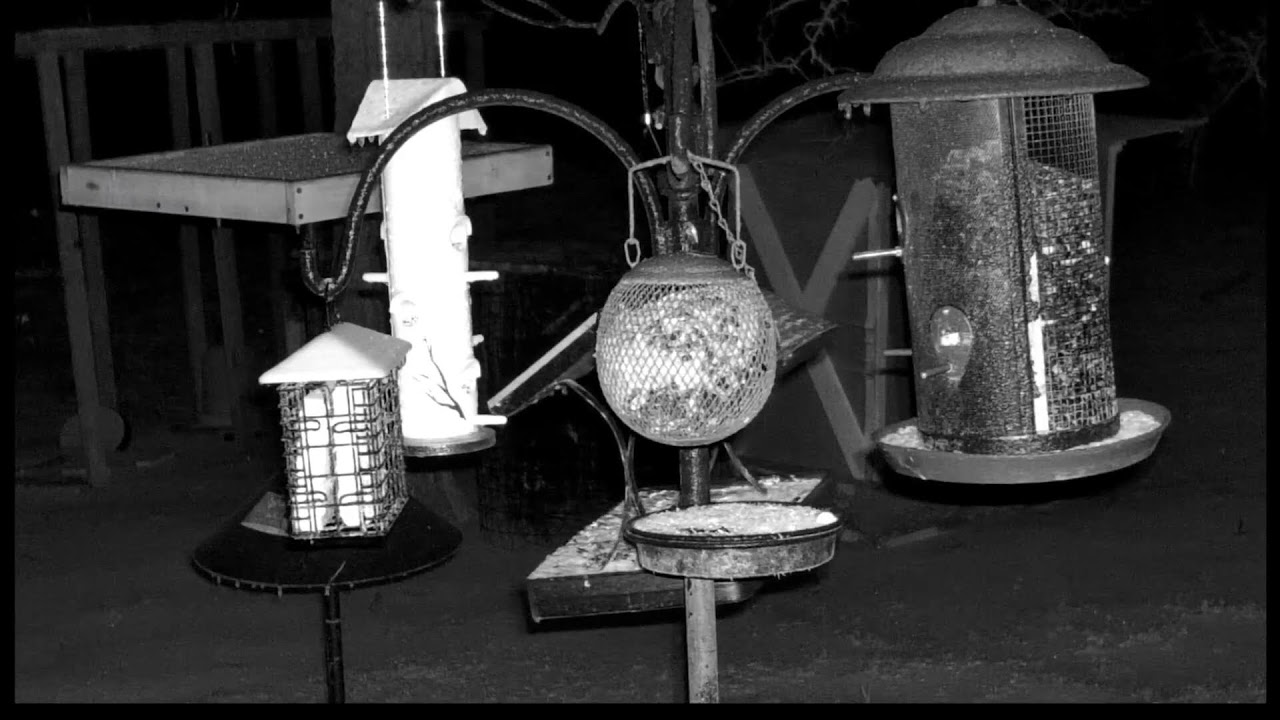 Live Wild Bird Cam Deep in the Heart of Texas!  ICE STORM!!!