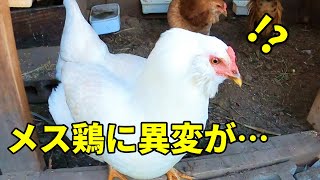 【ツンデレ鶏】凶暴なメス鶏がなぜか懐いてきた… 171話目