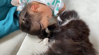お昼寝している娘を噛んで起こす猫　ラガマフィン　A cat that bites a sleeping daughter