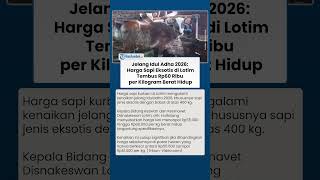 Jelang Idul Adha 2026: Harga Sapi Eksotis di Lombok Timur Tembus Rp60 Ribu per Kilogram Berat Hidup