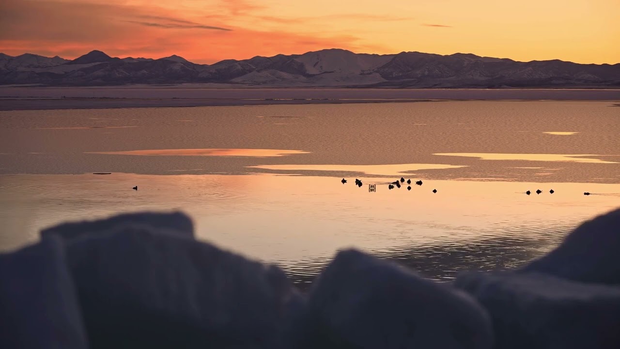 Adult Swim Bump: Shot of Ducks Swimming in Open Water surrounded by Ice during Sunset (FANMADE)