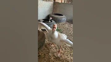 انتاج الوز وز Babyanimals Animal 