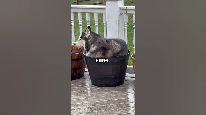 The 3 Least Trainable Dog Breeds