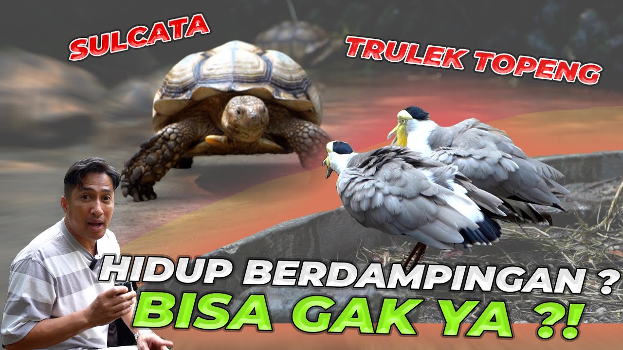 GAK PERCAYA! TRULEK TOPENG & SULCATA DIBERSATUKAN, GAK BAHAYA TAH?!