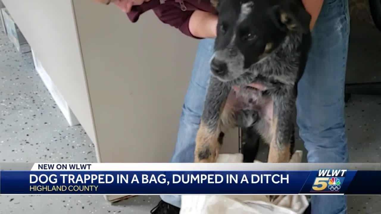 Puppy found tied in bag, left in ditch on side of Highland County road