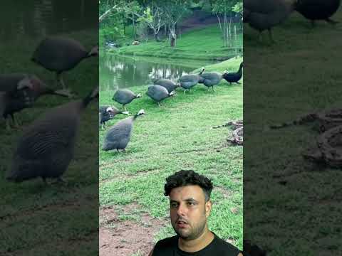 Segredo das galinhas d'angola!