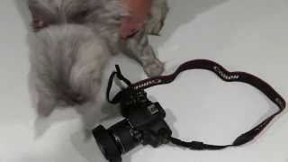 58MM Altura Photo Collapsible Rubber Lens Hood for for CANON Review screenshot 3