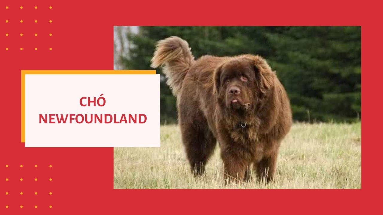 Giống chó Newfoundland ở Việt Nam giá bao nhiêu tiền? Mua ở đâu rẻ nhất