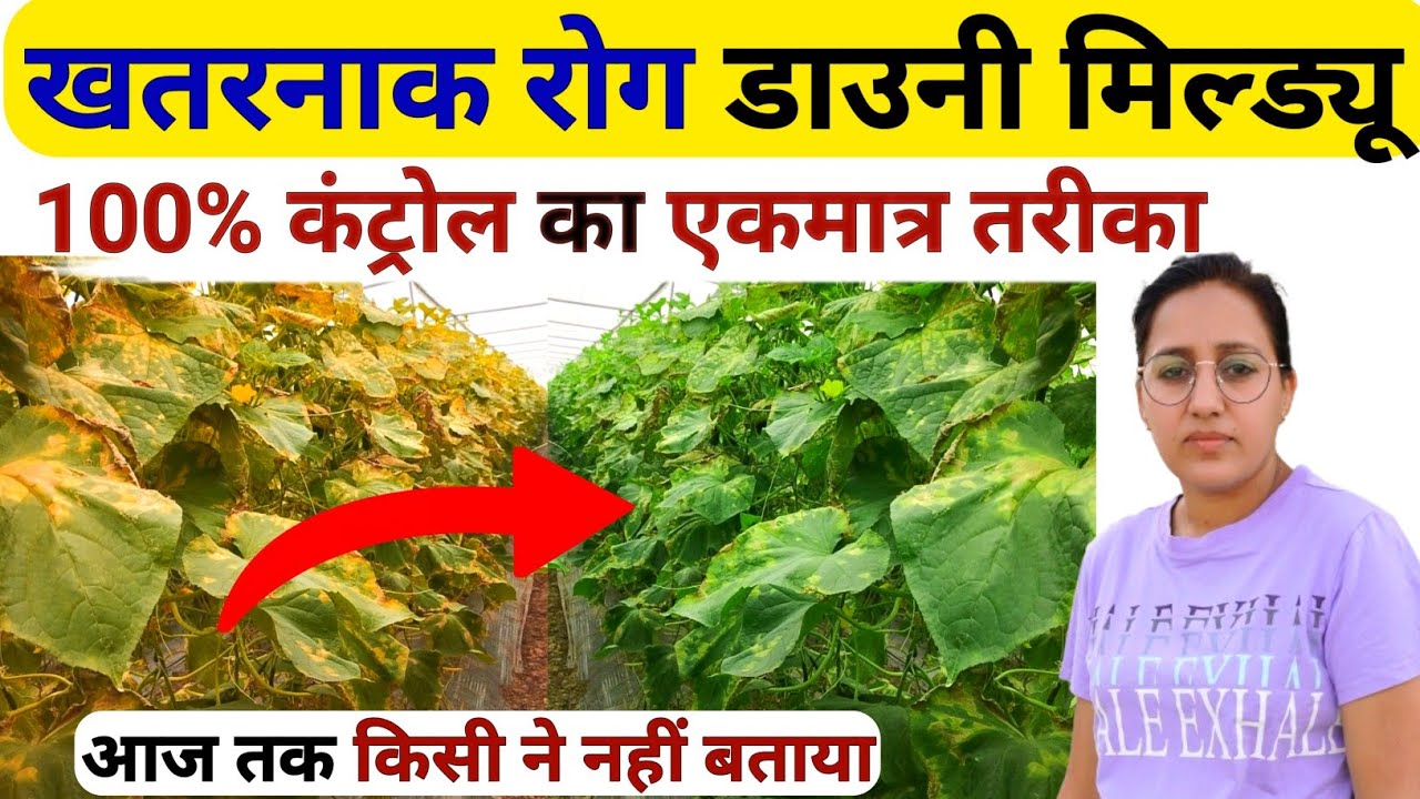 Downy Mildew control 💯सबसे असरदार तरीका 2024 | Downy Mildew treatment | Downy Mildew fungicide