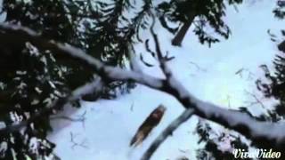 Twilight - Seth and leah die