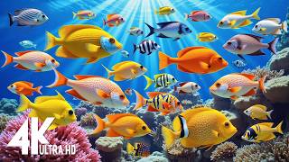 Under Red Sea 4k -beautiful Coral Reef Fish In Aquarium, Sea Animals For Relaxation,4k Video Uhd #40