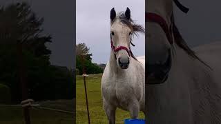 magnifique chevaux incroyable