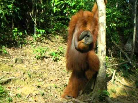 Pronounce orangutan