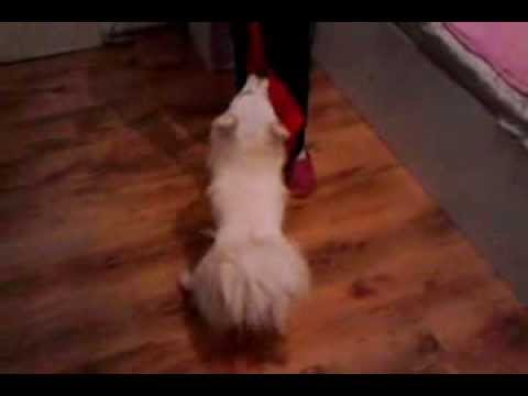 Chara The Spitz Goes Crazy
