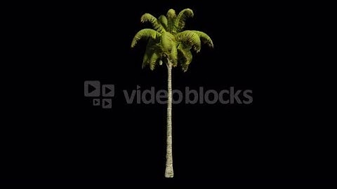 Palm tree in the breeze with alpha perfect for compositing