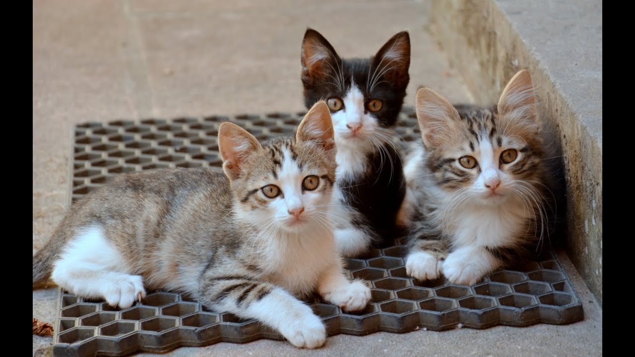 Piccolo mondo antico... YouTube